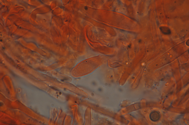 Fotoreportage di uno Stereum (credo!) (Stereum gausapatum)